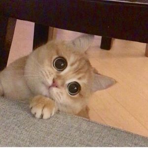 Meet your Posher, Runefactory_